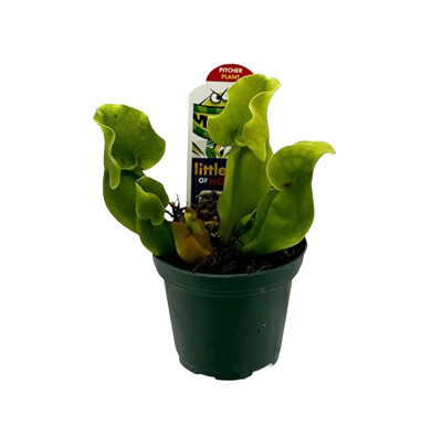 3" Carnivourous Sarracenia Purple Pitcher